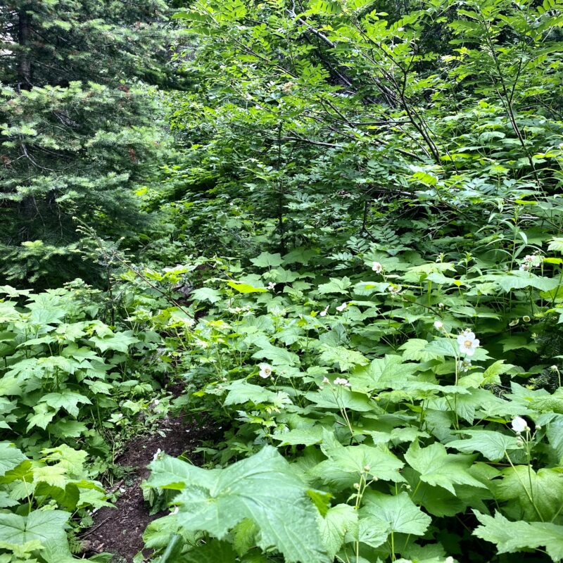 Overgrowth at the Border