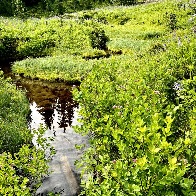 Liquid Trail