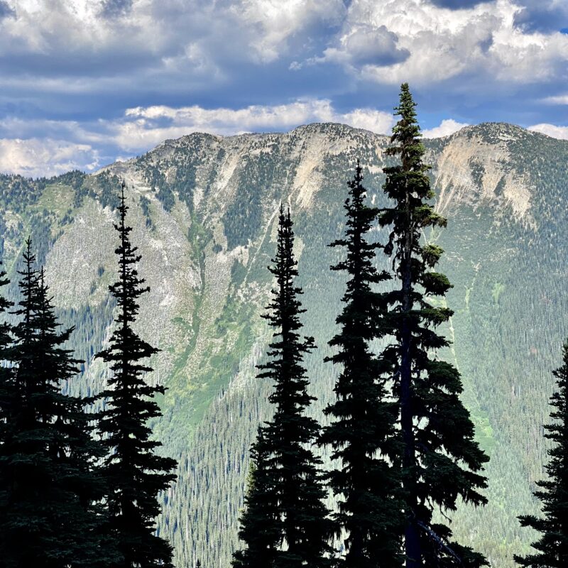 Evergreen Silhouettes