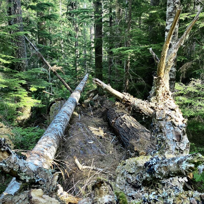 More Obliterated Trail