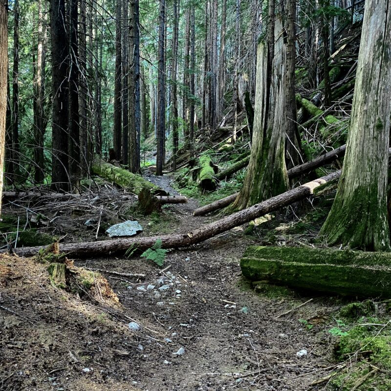 Desolate Woods