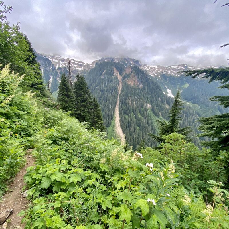 Jumping Back Into the Foliage