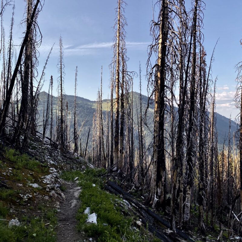 Forest Fire Remnants