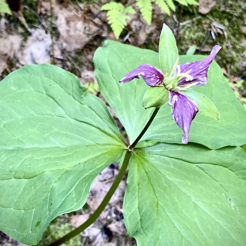 Trillium