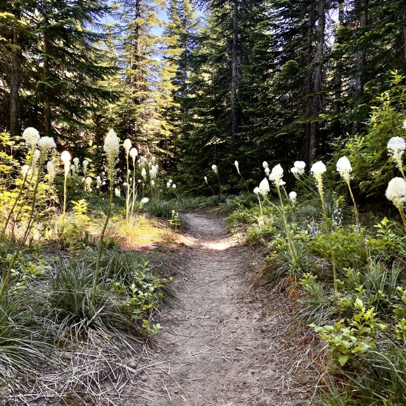 Puffy Flower Walk