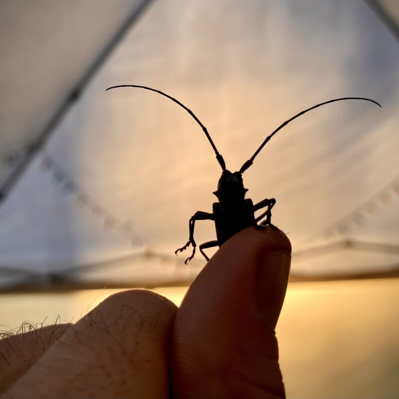 Beetle Pal