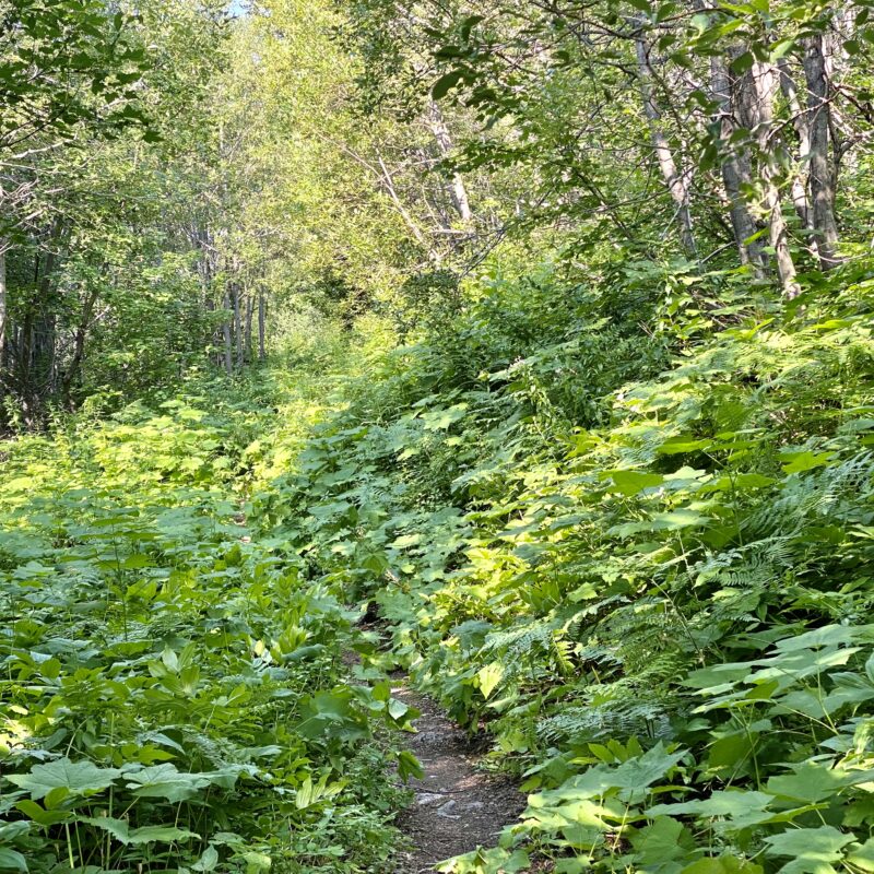 Trail Overgrowth