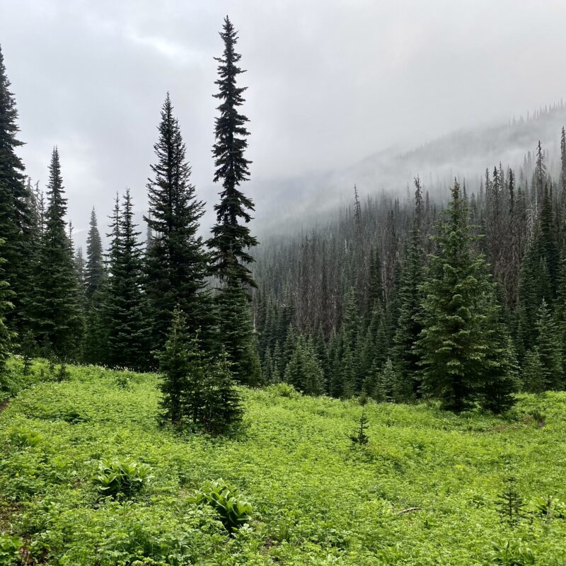 Cascadian Misty Mornings