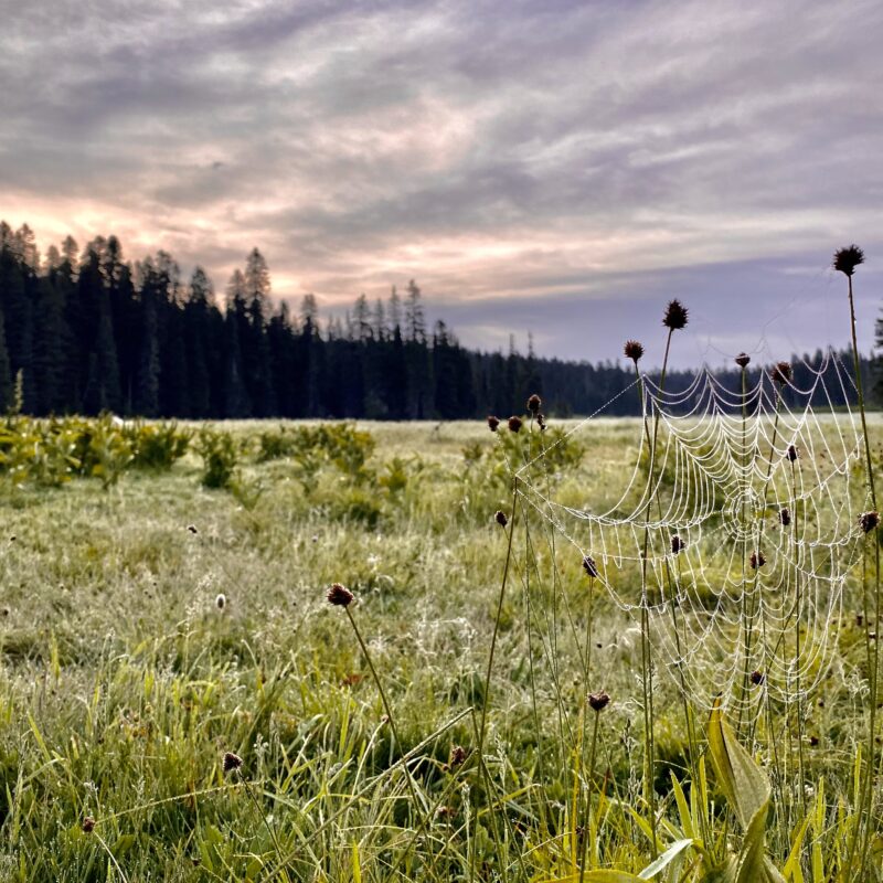 Morning Web in Government Meadows