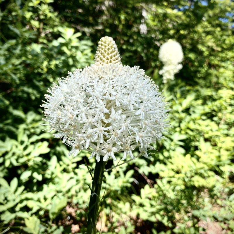 Puffy Flower