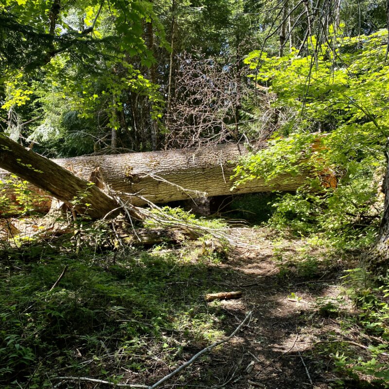Trail Crushed