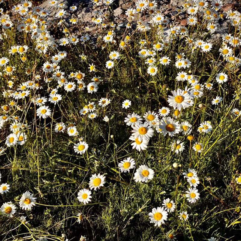Flower Fields of White Pass