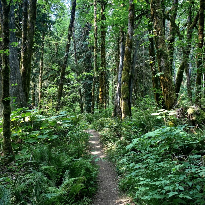 Ferny Forest Floor