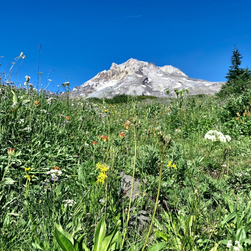 Mount Hood Wildflower Mode