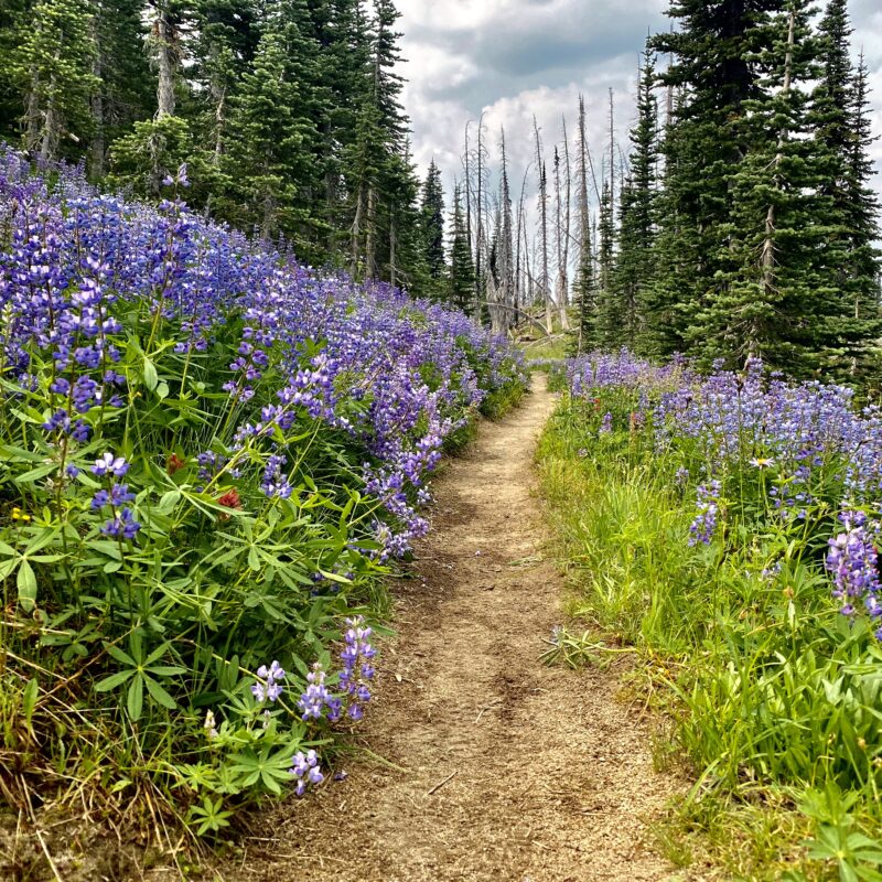 Wildflower Walk
