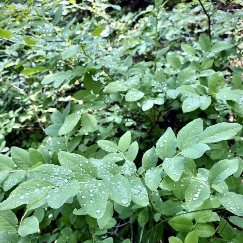 Delicious Dew Droplets