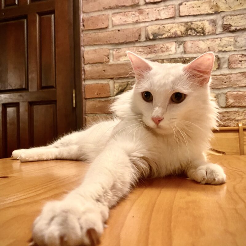 Cat Convalescing