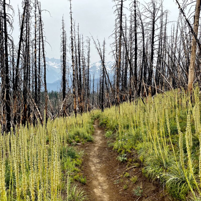 Burn Before the Goat Rocks
