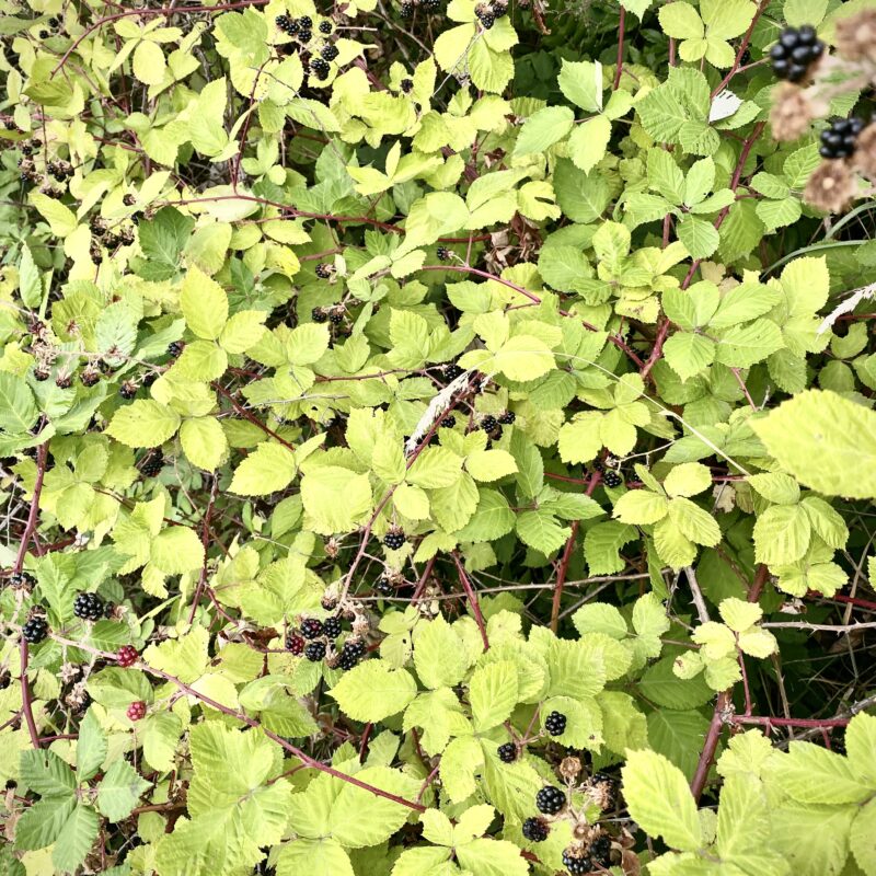 A Brief Abundance of Blackberries
