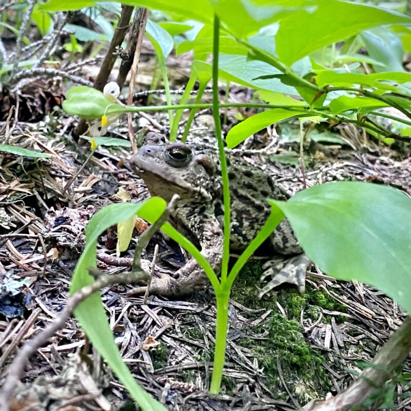 Frog Friend