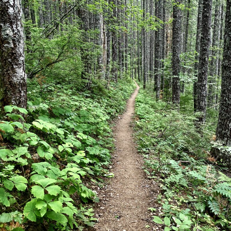 Into the Tall Woods