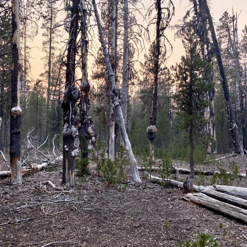Blighted Forest of Crater Lake