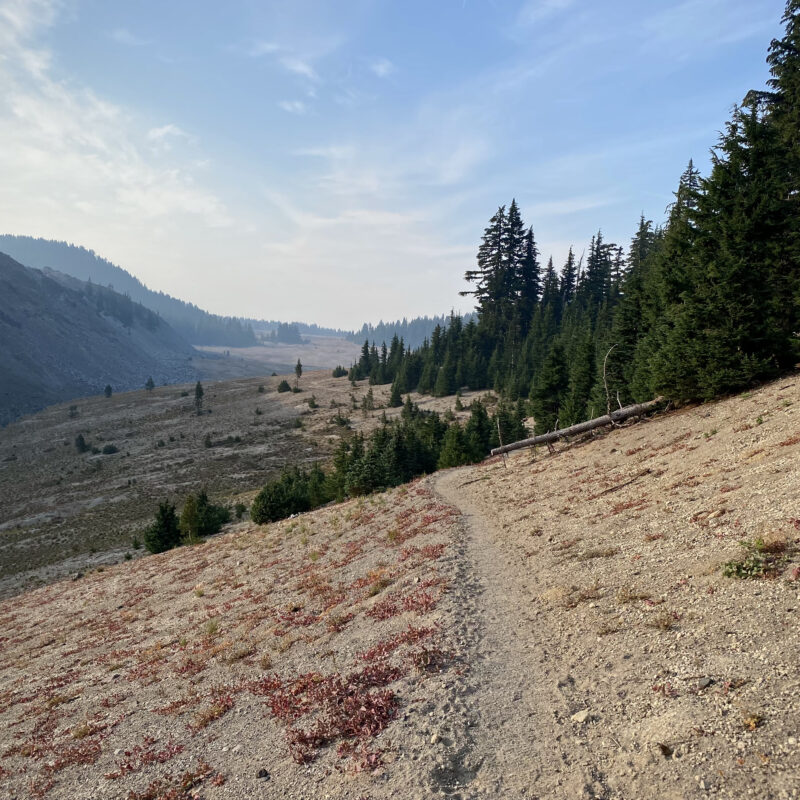 Rocky Pine Cut