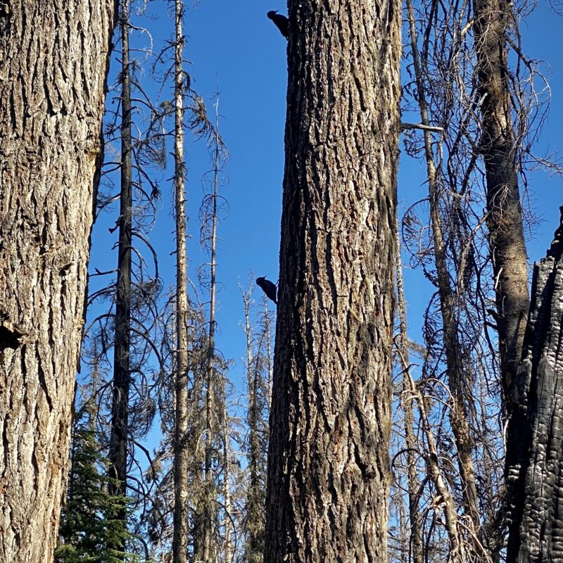 Woodpecker Silhouettes