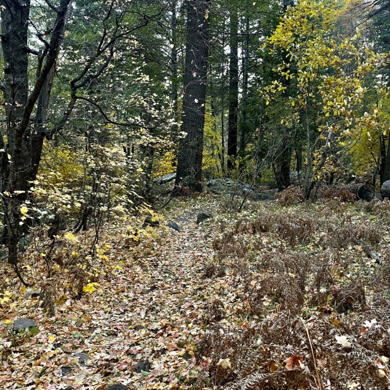 A Fresh Forest
