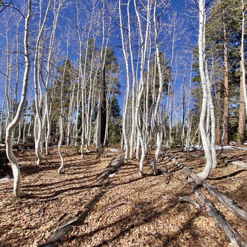 Wriggling Aspens