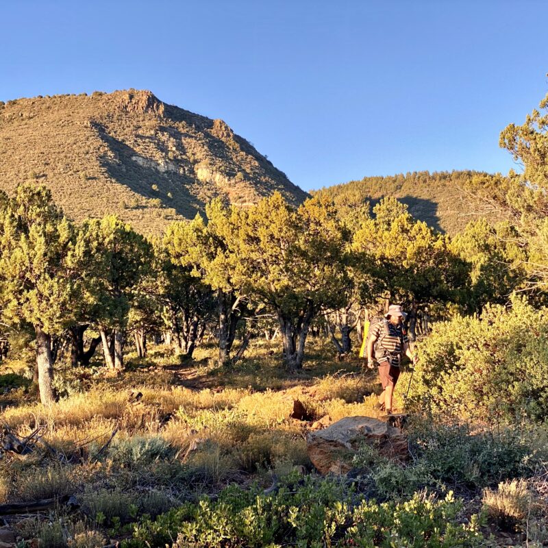 Golden Hour Entering Pine
