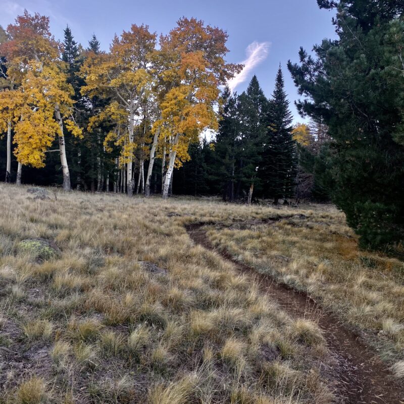 Aspen Twists