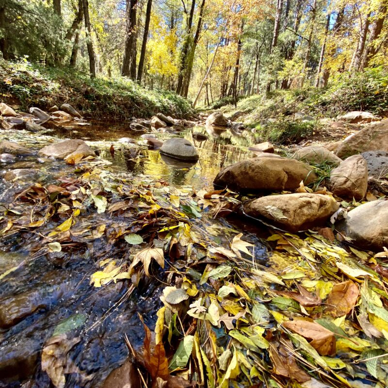 Leaves at Webber Creek