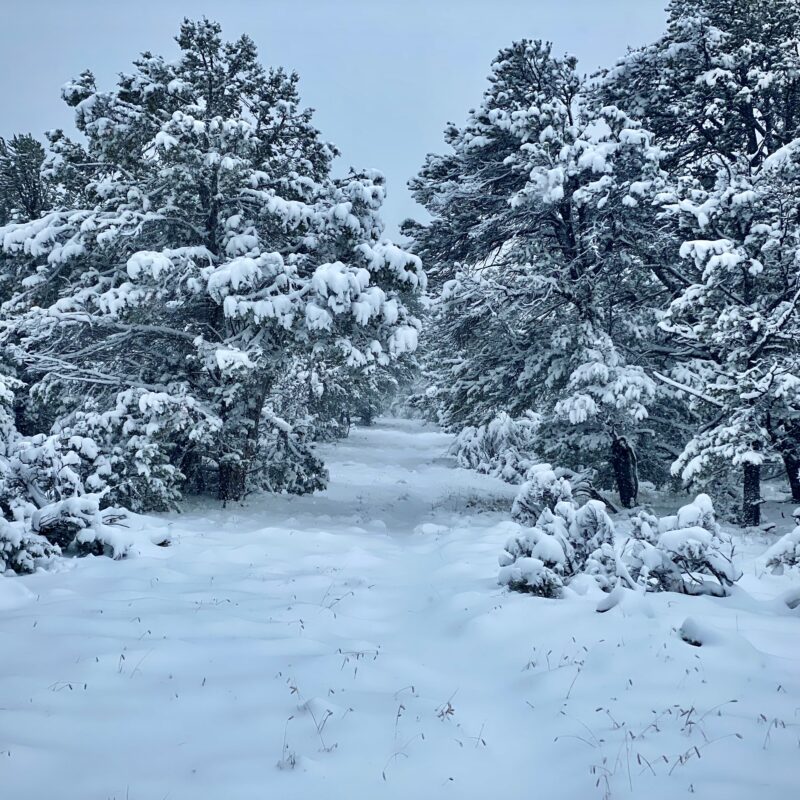 Into the Frozen Trees