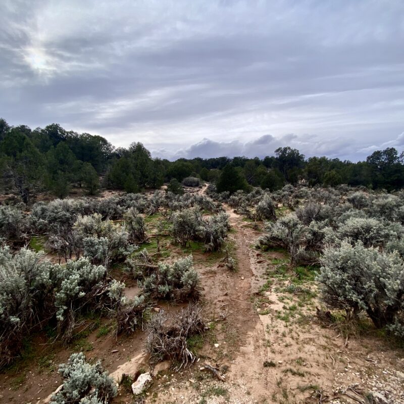 Sagebrush, Before