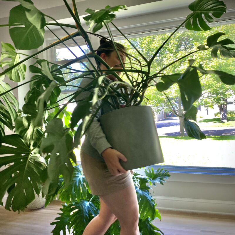Franny's Flora Arrangements