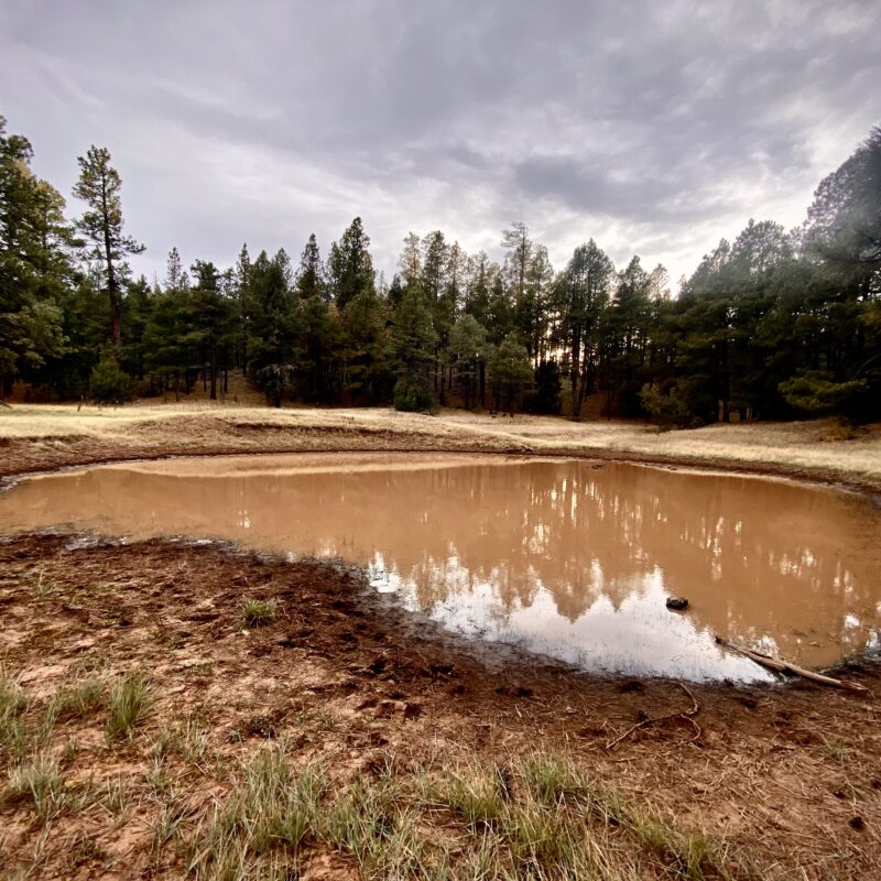 Marshall Mesa Tank
