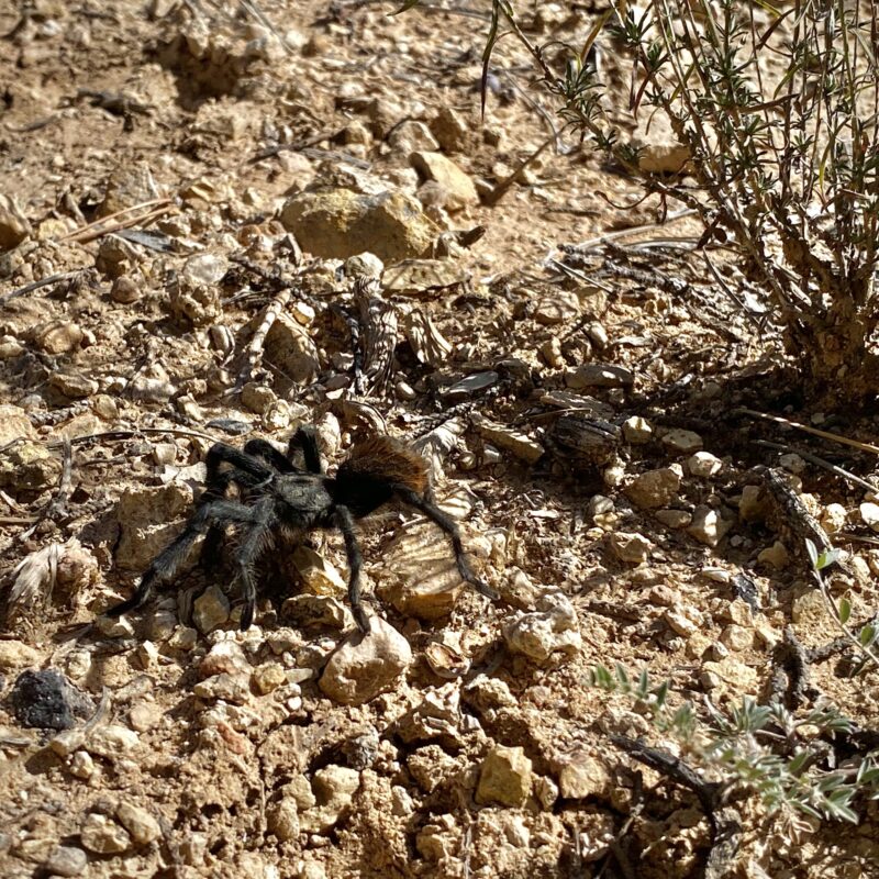 Desert Creeper