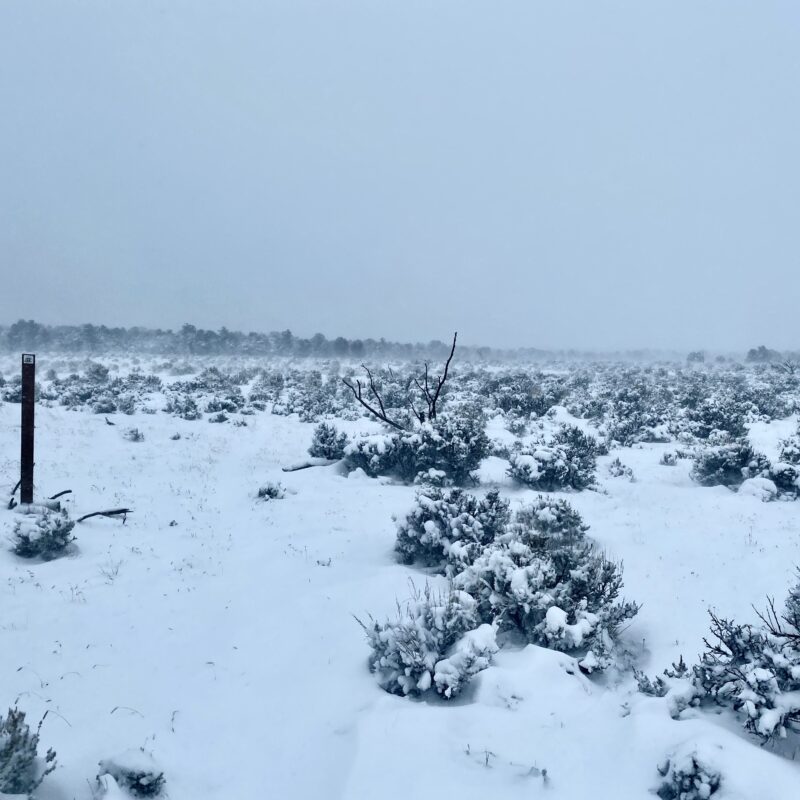 Sagebrush, After