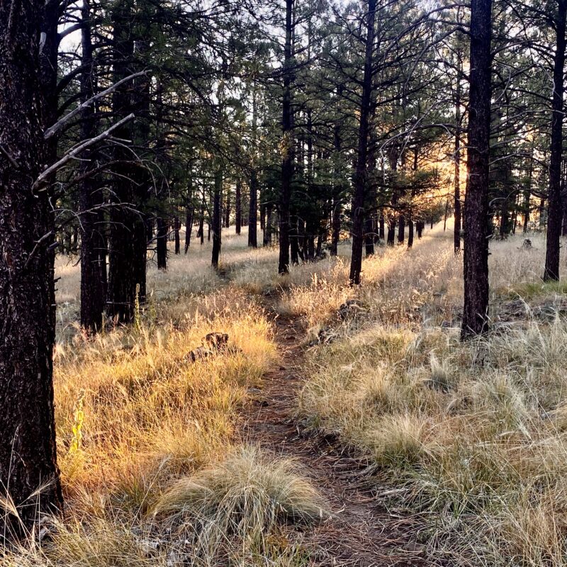 Light Piercing the Boughs