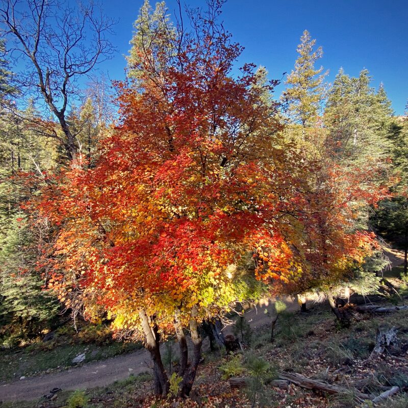 Flaming Foliage