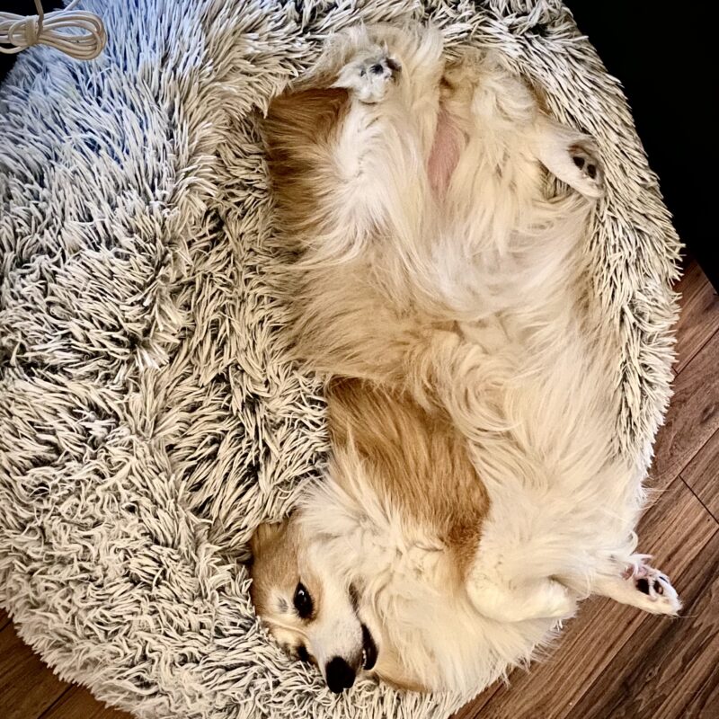 Lumpy Corgi