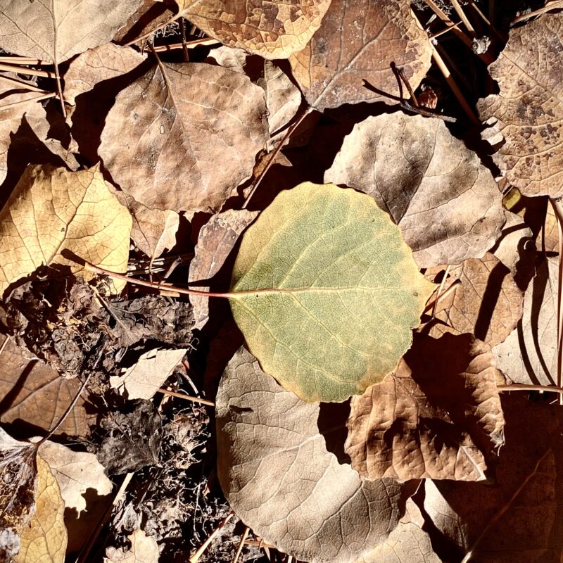 Aspen Floor