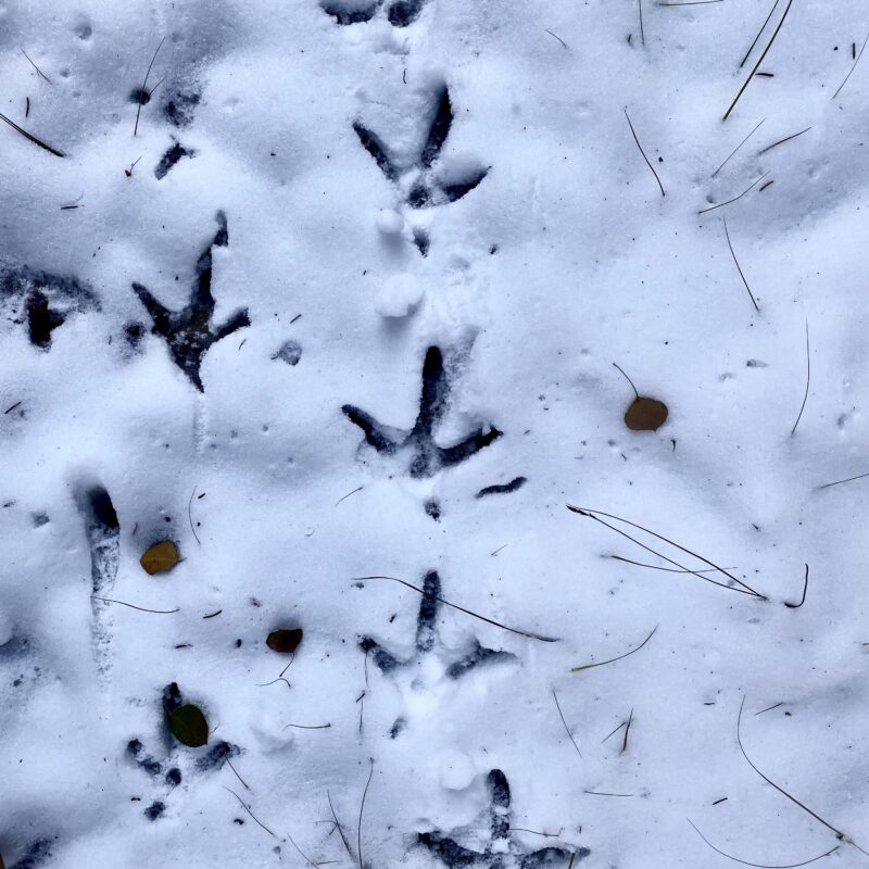 Turkey Prints