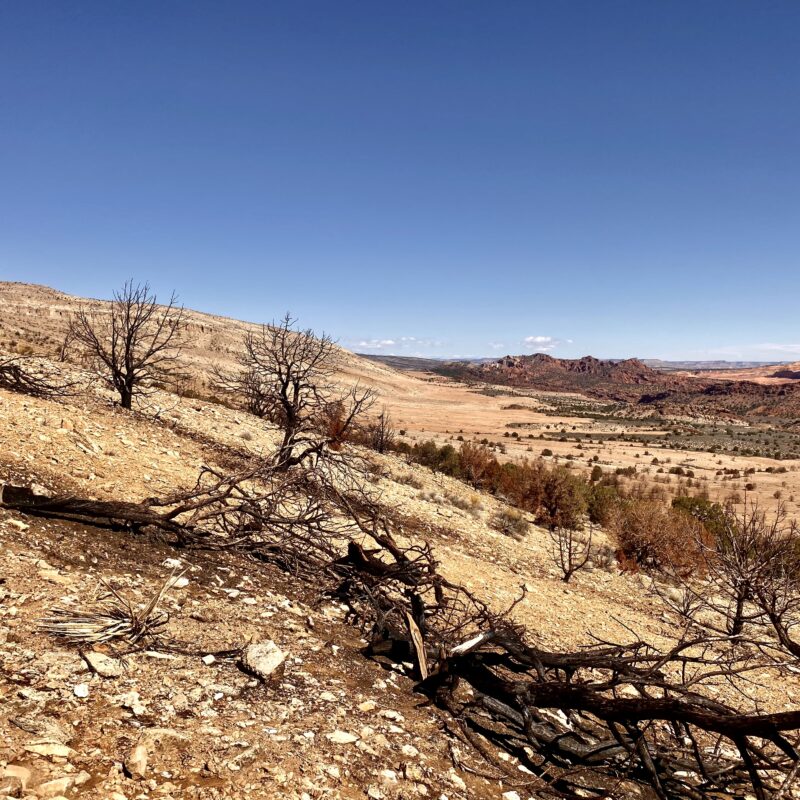 Burnt Scrub and a View of the Paria Plateau