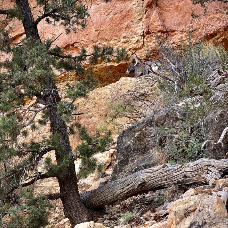 Bighorn Sheep in the GC