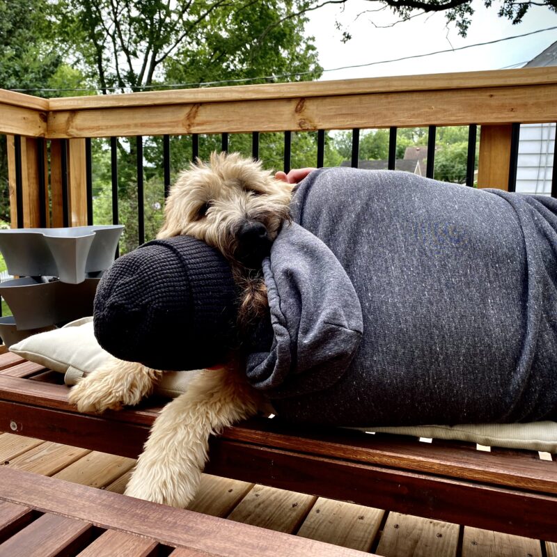 Dog Days of September