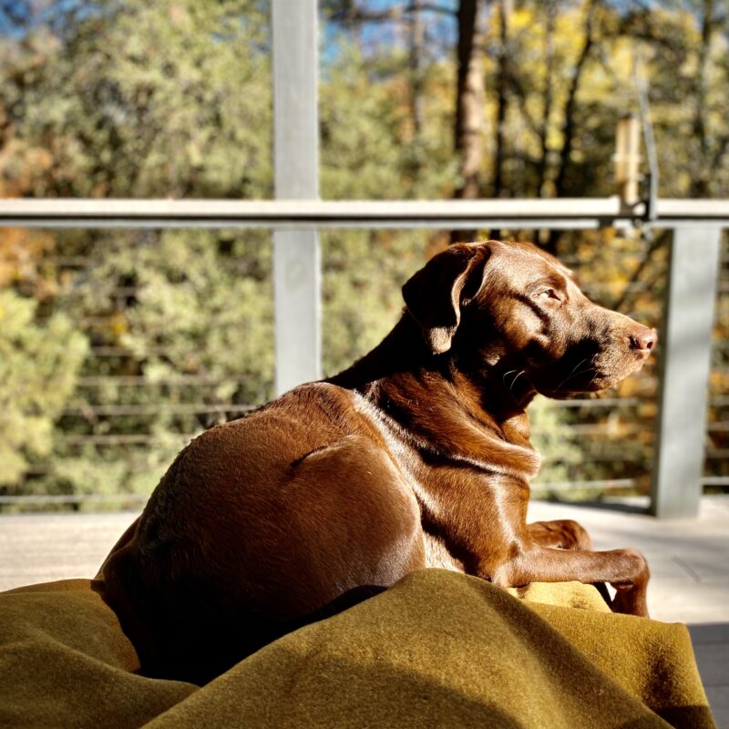 Lapdog Lab