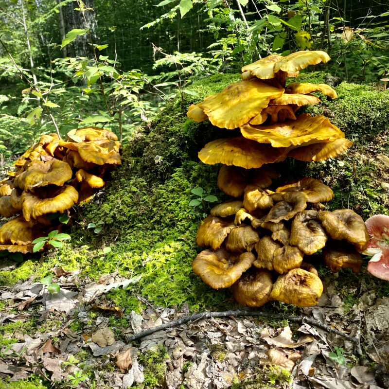 Jack o' Lantern Shrooms