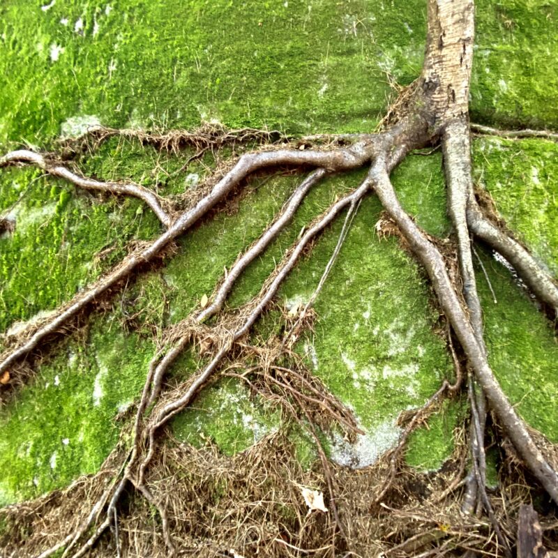 Root and Moss on Rock